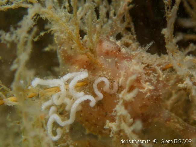 dendronotus_keatleyae-gbi-10