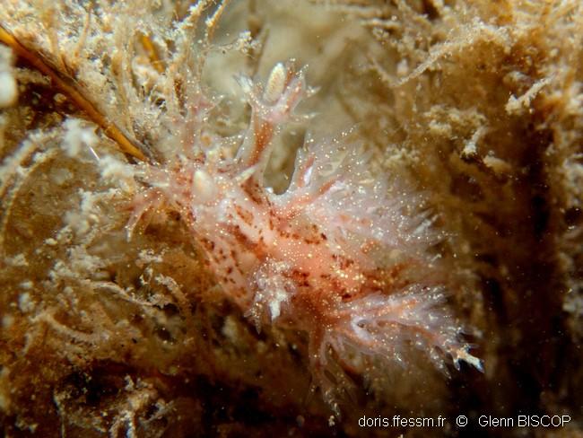 dendronotus_keatleyae-gbi-20