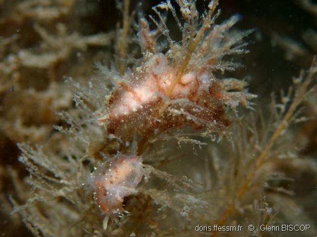 dendronotus_keatleyae-gbi-30