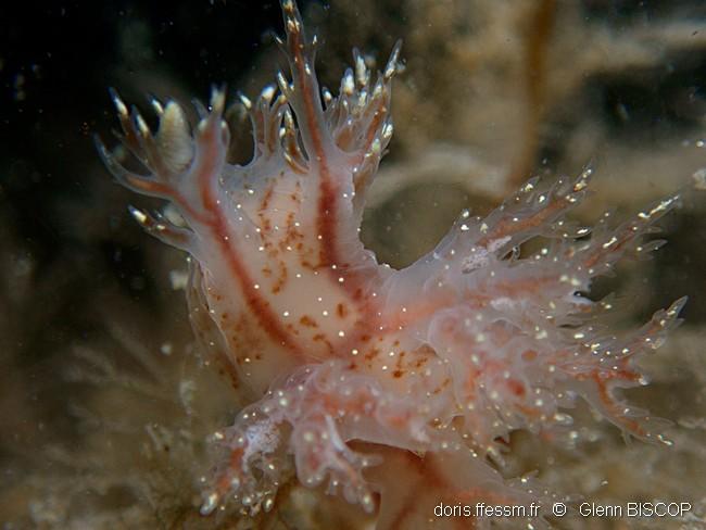dendronotus_keatleyae-gbi-40
