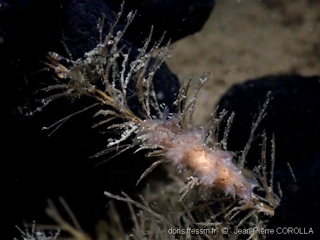dendronotus_keatleyae-jpc-10