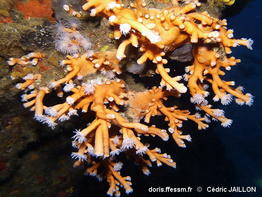 Dendrophyllia_ramea-ceja12849