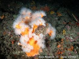 dendrophyllia_ramea-olvi-img_58898
