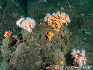dendrophyllia_ramea-olvi-img_58900