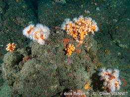 dendrophyllia_ramea-olvi-img_58900
