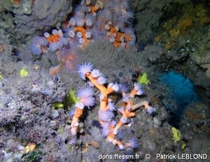 dendrophyllia_ramea-pale-img_5799