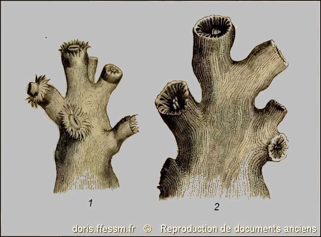 dendrophyllia_ramea-rda-img_78