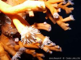 dendrophyllia_ramea_ceja-img_02