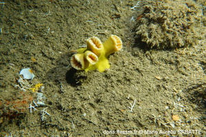 dendrophyllia_robusta-mas01