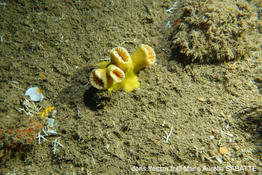 dendrophyllia_robusta-mas01
