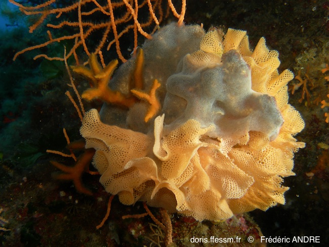 Dentelle de Neptune