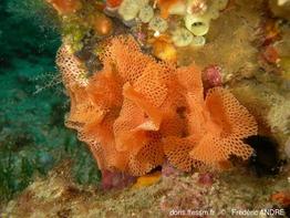 reteporella_grimaldii-fa35b