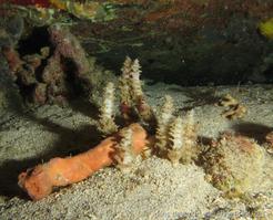 oceanapia_peltata_ap2