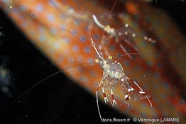 urocaridella_sp-vl2