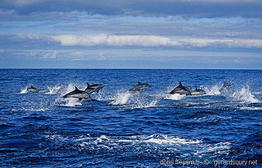 stenella_coeruleoalba-gs333