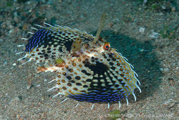 dactyloptena_orientalis_vela1