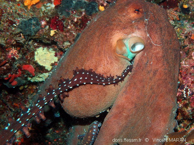 octopus_cyanea-vima901