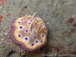 chromodoris_kuniei-aps211