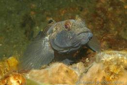 gobius_niger-vm2