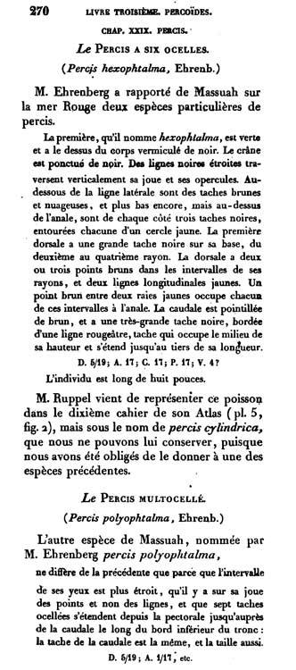 percis_hexophtalma-Cuvier_1828