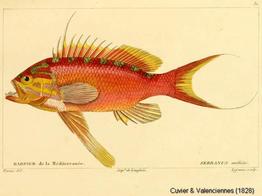 anthias_anthias-gc-01
