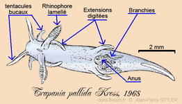 trapania_pallida-aps333