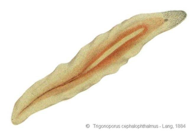 trigonoporus_cephalophthalmus_lang-1884
