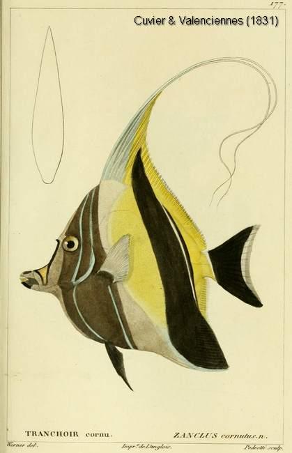 zanclus_cornutus-cuvier-1831