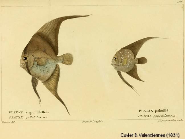 platax_orbicularis-cuvier-1831