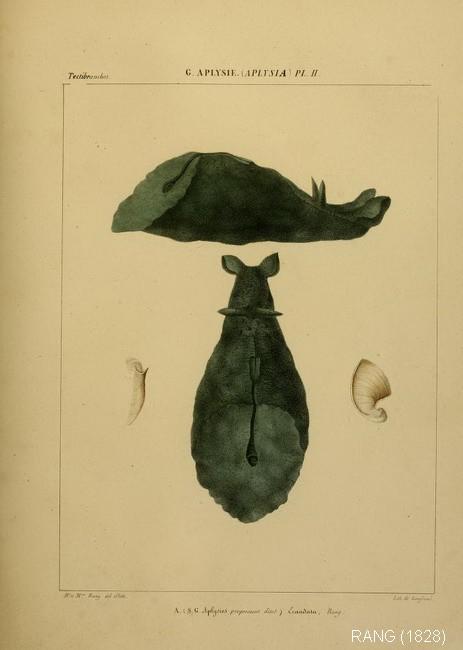 dolabella_auricularia-rang-1828-2