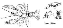 orconectes_limosus-1