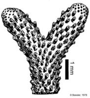 cardioecia_sp-bassler1978