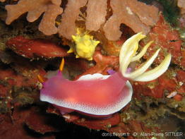 hypselodoris_apolegma-aps74