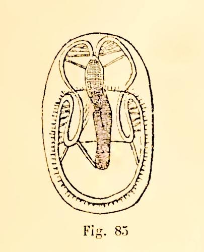 plumatella_fruticosa-larve-in-jjullien1885