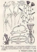 pherusella_tubulosa-Prenant&bobin1956