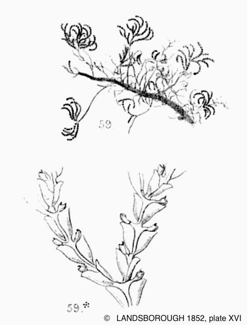 epistomia_bursaria-landsborough1852-plate15