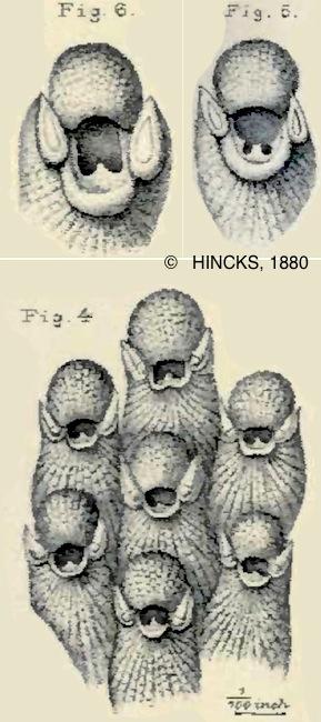 escharoides_mamillata-hincks1880