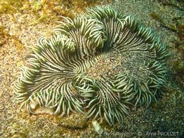 phymanthus_crucifer_ap3