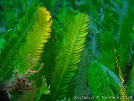 caulerpa_taxifolia-aps510