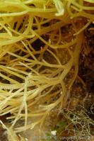gulsonia_nodulosa-vl2