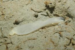 Pseudobonellia_iraidii_vm00021