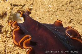 pseudobiceros_hymanae-ap2