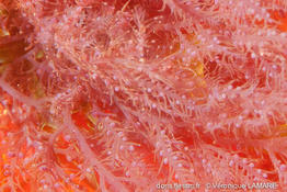 bonnemaisonia_asparagoides-vl2