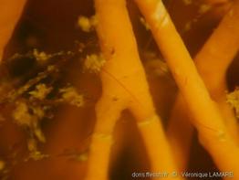 amphiroa_cryptarthrodia-4vl