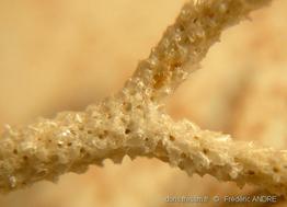 omalosecosa_ramulosa-fa3