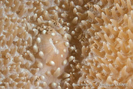 amplexidiscus_fenestrafer-vl4