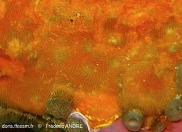 stephanotheca_monoecensis-fa49b