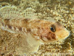 gobius_geniporus-fa104
