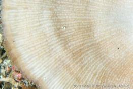 lobactis_scutaria-vl3