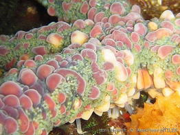 echinaster_callosus-aps201